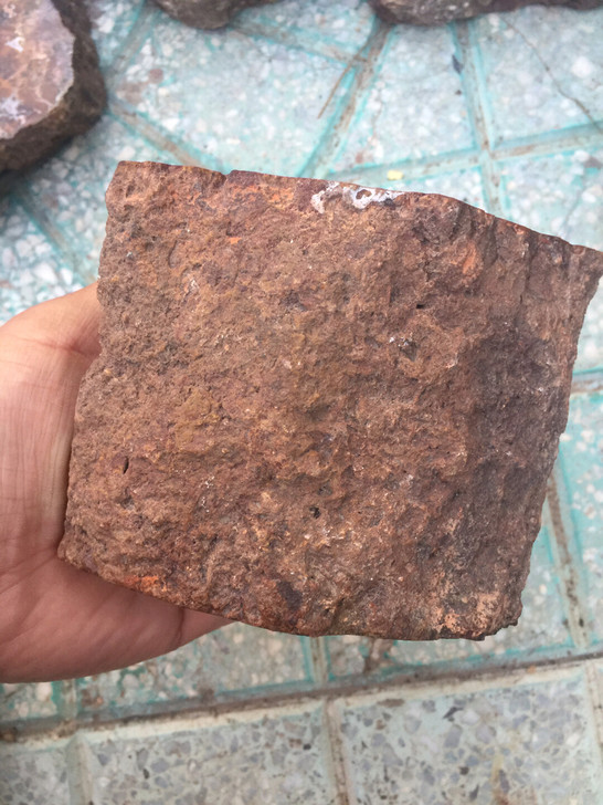 树桩化石一节，双面打磨抛光，实价销售