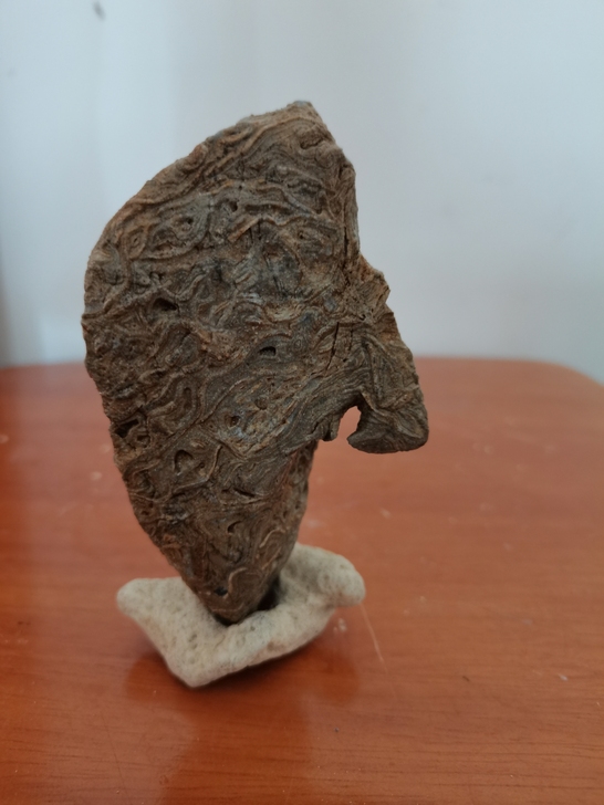 天然原石龙纹石新出土古生物化石