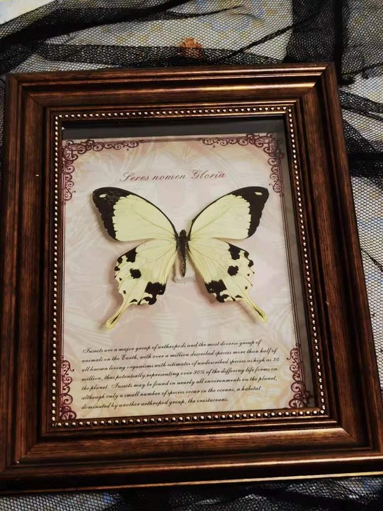 欧式相框装饰蝴蝶标本非洲白凤蝶#装饰品#真...
