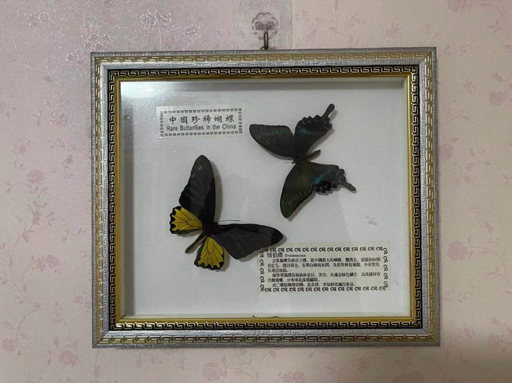 情侣蝶，35cm*30cm。非偏远地区包邮