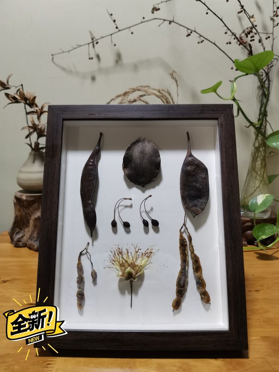 自然收集物的植物果实标本相框，这些果实都是...