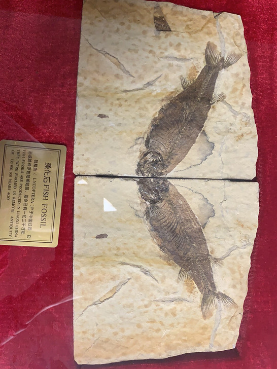 狼鳍鱼化石 对开尺寸:45cm*35cm,...