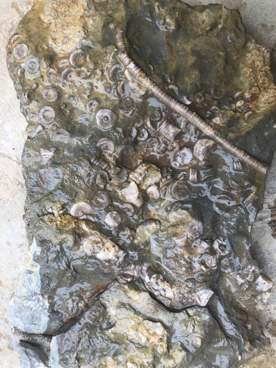海百合茎杆化石古生物化石标本收藏摆件