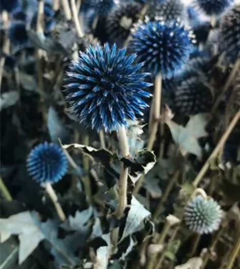 ins北欧风自然干花花束永生花蓝星球拍摄道...