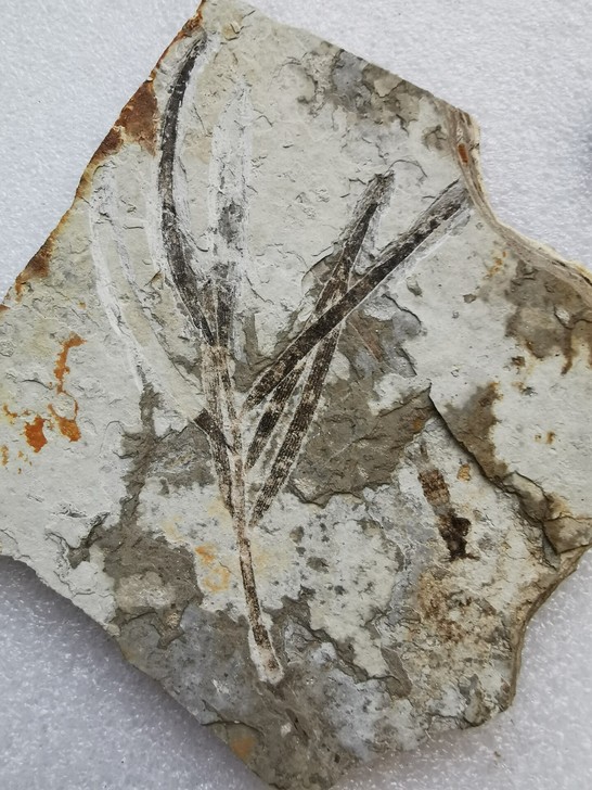 辽宁枝带一个辽宁洞蝦化石，单面 ，颜色清晰...