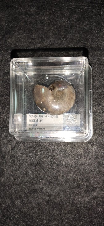 侏罗纪化石，如图实拍，非假不接受退货！