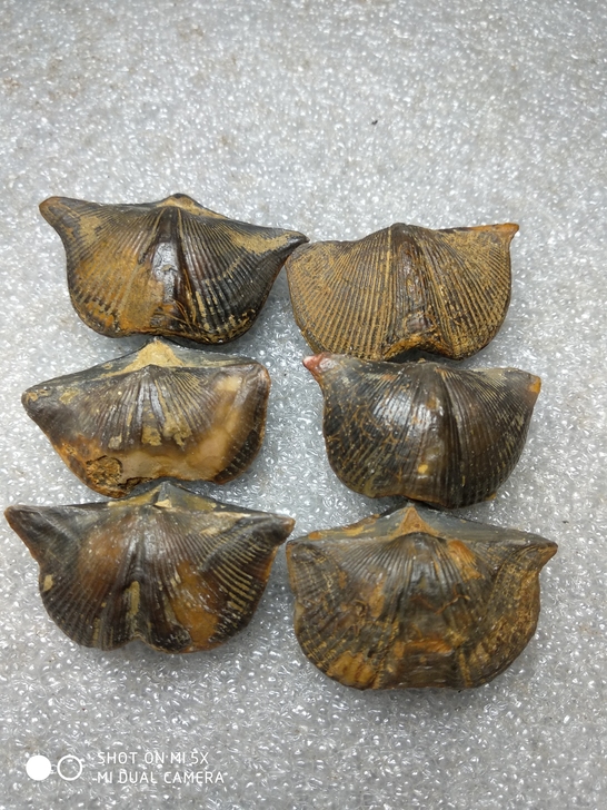 天然古生物贝类弓石燕化石，教学科普化石标本...