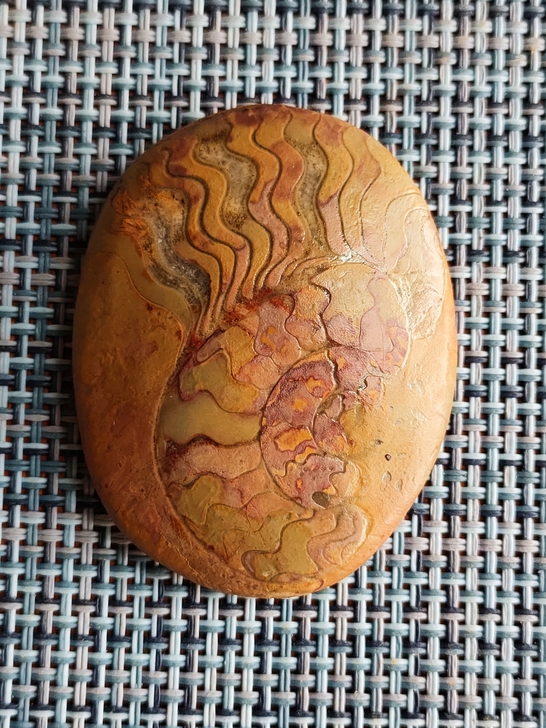 湖北咸丰水冲打磨菊石化石群板，彩色菊石，纹...