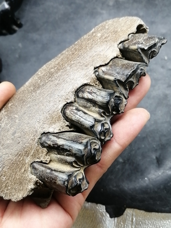 奇石～（老化石牙排）  自己捡的化石，不清...