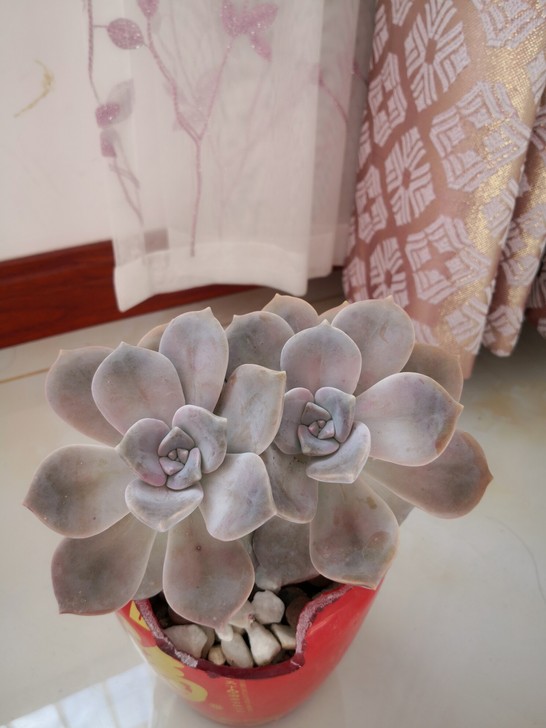 多肉紫乐宽幅11cm至15cm，妖娆红红的...