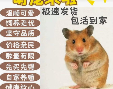 包邮眼圈虎纹米熊奶牛金丝熊宠物一只仓鼠宝宝...