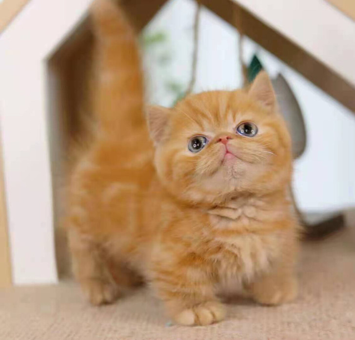 高品质矮脚红虎斑加菲小种公 极品脸蛋 体态...