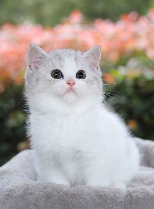 极品银白妹妹 这么漂亮的脸蛋  我也爱了 ...