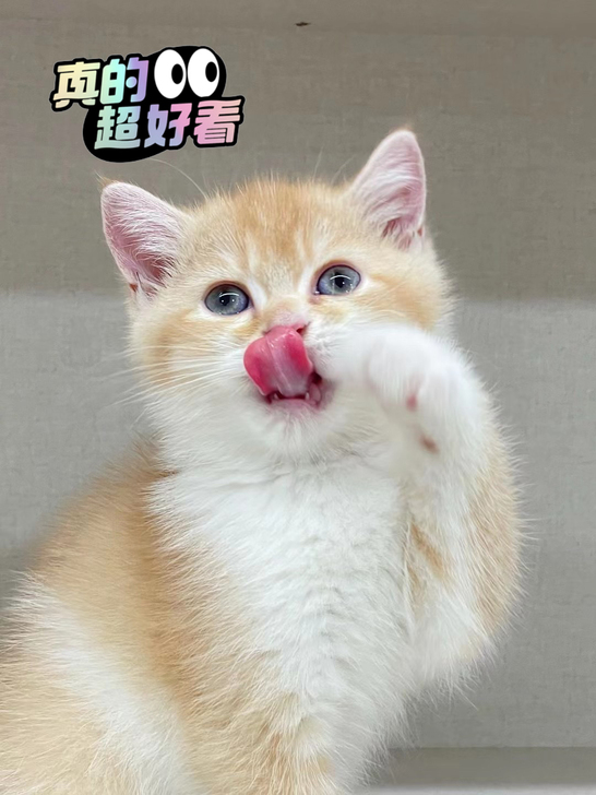 【金加白猫】