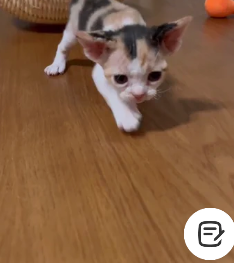 德文卷毛猫 山花妹妹 漂亮的小脸蛋 粉鼻头...