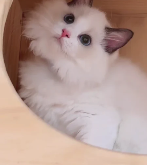 布偶小可爱 完美品相 脸蛋真的很漂亮很萌 ...