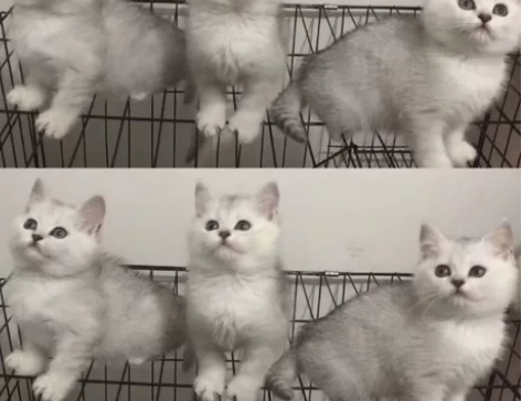 蓝猫大胖子，银渐层 美短  地毯毛，完美品...