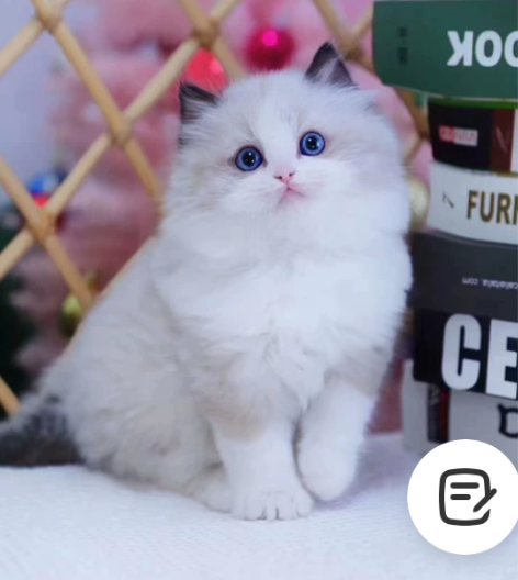 【包空运】Pokemon. 实拍！入手超值...