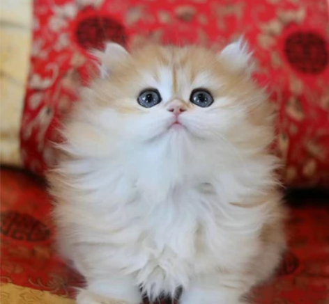 【包空运】高品质长毛金渐层妹妹 ny12 ...