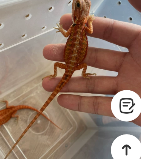 精品靓红系鬃狮，很靓，很红！持续发色中！红...