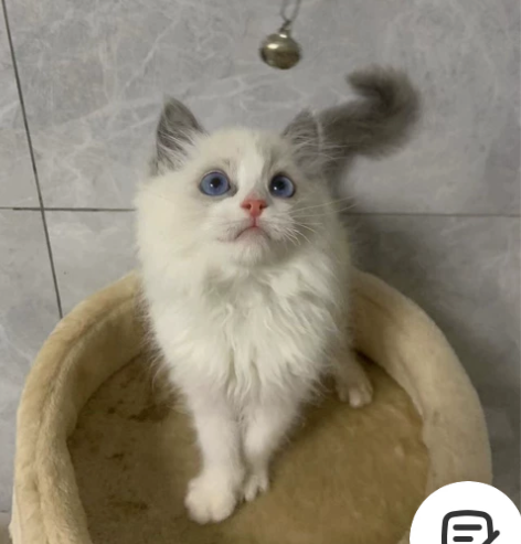 布偶幼猫一窝，传统系布偶猫、海蓝双弟弟妹妹...