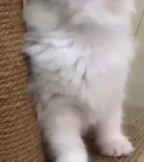 莫妮卡海双布偶弟弟 颜值高 脸蛋特别可爱 ...