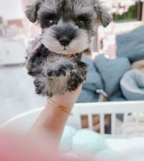 这谁家的小娃娃 自己都服气我家雪纳瑞宝宝 ...