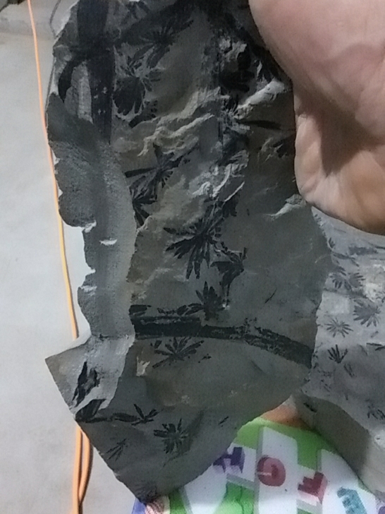 植物化石