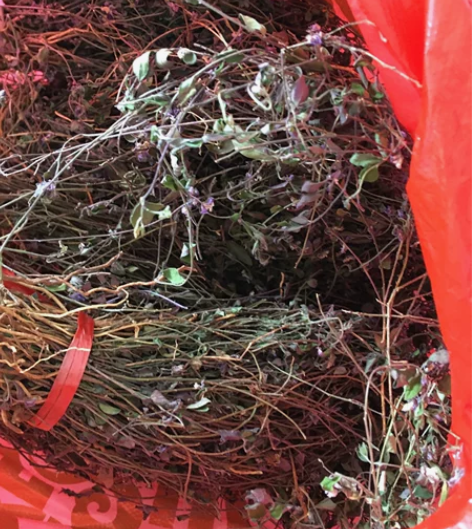 来马回 野生瓜子金草干品乱马回二月花惊风草...