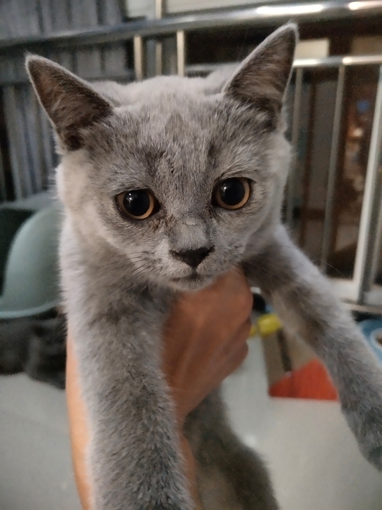 自家养的猫猫，最后三只小可爱，两只母的，一...