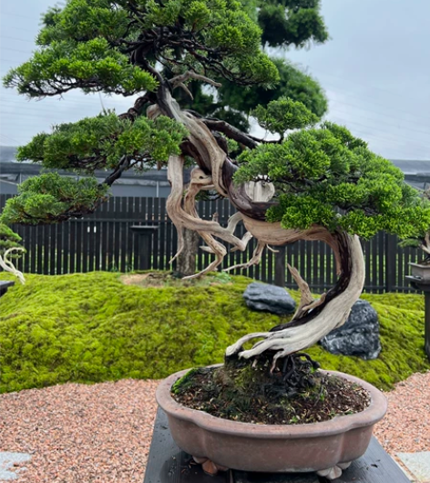 进口盆景 蔓青园大品人文系鱼川真柏,大刀片...