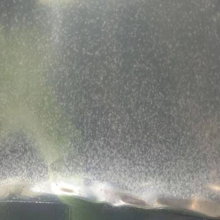 洄水草履虫 鱼苗开口 高密度 送养殖技术 ...