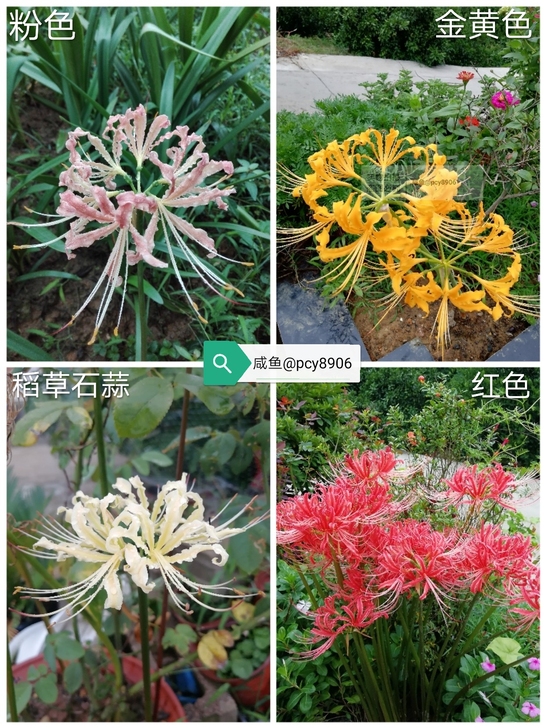 红色黄色粉色稻草石蒜彼岸花，曼珠沙华，石蒜...