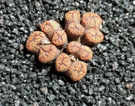 小白君の多肉,新品,番杏科,肉锥属,西线勋...