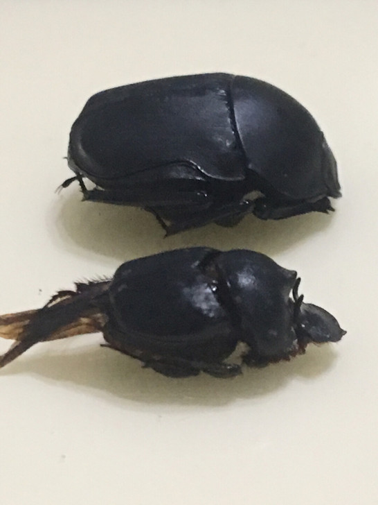 蜣螂标本，如图两个，大约20毫米，旧货不退...