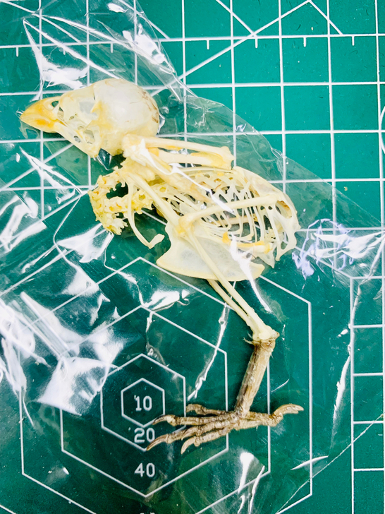 骨骼稀有标本天牛甲虫博物馆收藏艺术设计色彩...