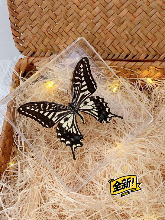 昆虫标本蝴蝶标本展翅蝶语栩栩如生