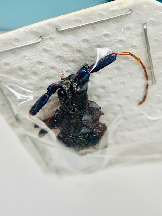 南美稀有蓝辫子金属天牛博物馆收藏艺术设计色...