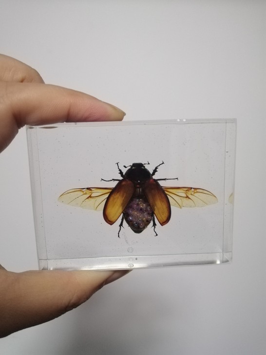 昆虫摆件 甲虫，背上铺碎珠，6x8厘米