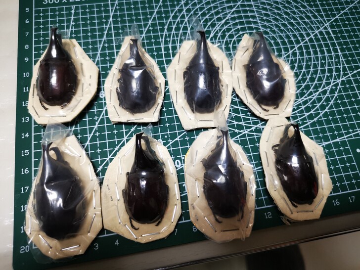 姬兜昆虫标本素材