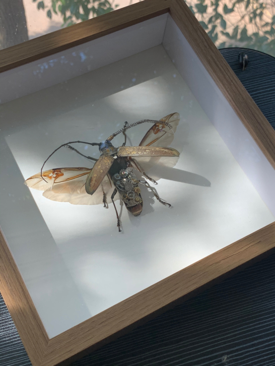 蒸气朋克昆标本 机械昆虫 蒸气昆虫标本