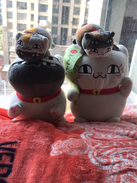 猫老师，最后几个，搬家出，正版，