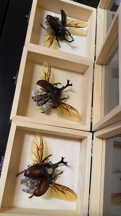 蒸汽朋克昆虫标本