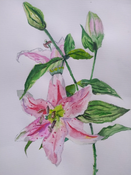 成同学，杨同学(小学六年级)的水彩画，90...