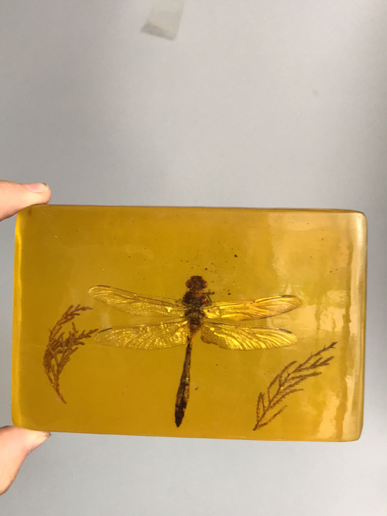 国外带回来的昆虫摆件