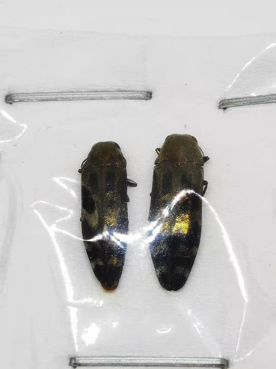 纹吉丁虫一组2只#原虫#昆虫标本