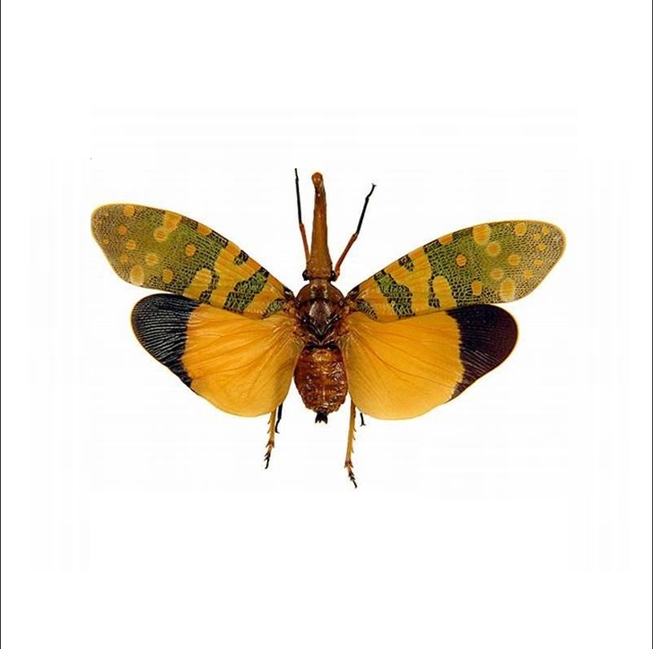 长鼻蜡蝉Pyrops spinolae标本...