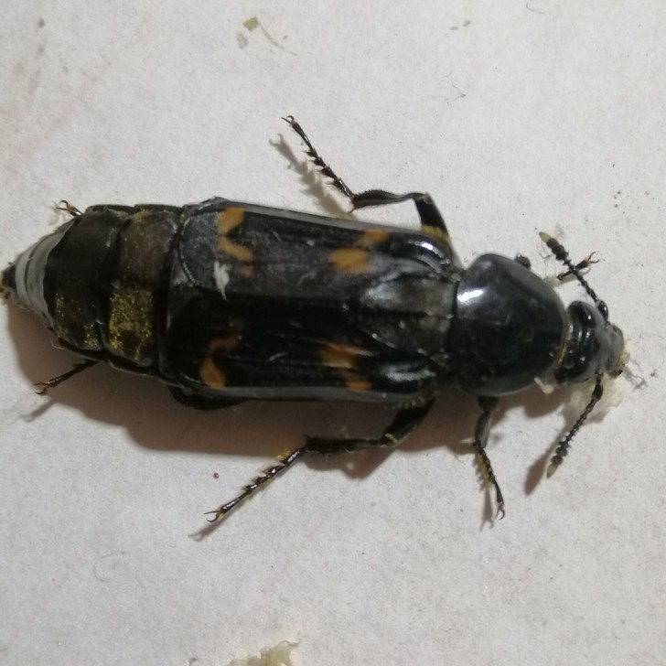 标本昆虫甲虫：大葬甲一只30mm左右