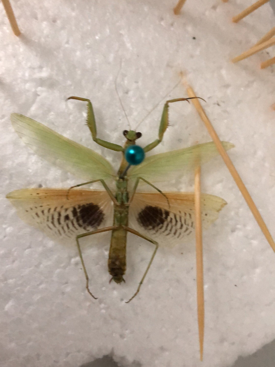 #预售!螳螂标本!芸虹芝对虫反展翅穿框标本...