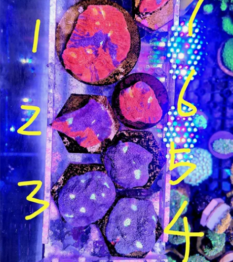 调色盘珊瑚,练手级别的。全国顺丰发货,运费...